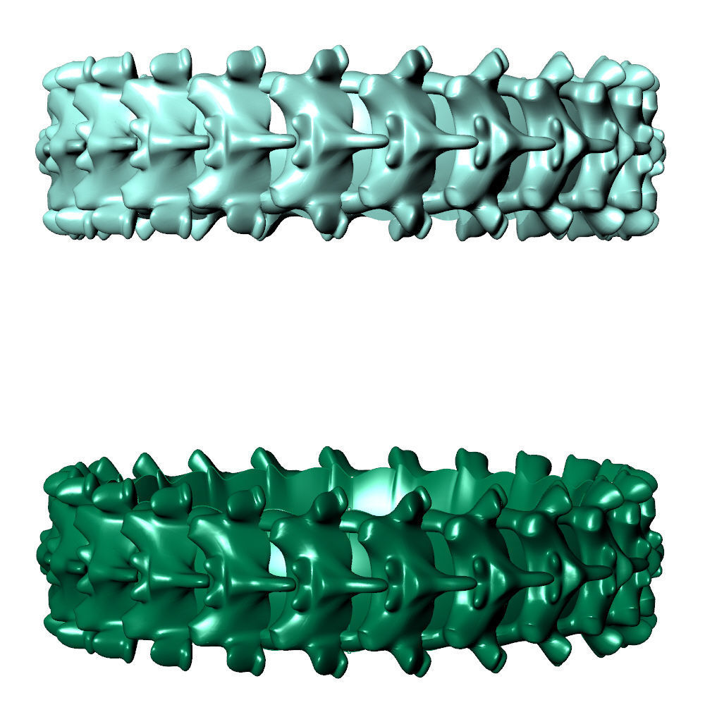 Spine Ring 6 mm Length 3D print model_9