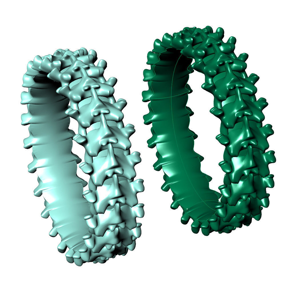 Spine Ring 6 mm Length 3D print model_13