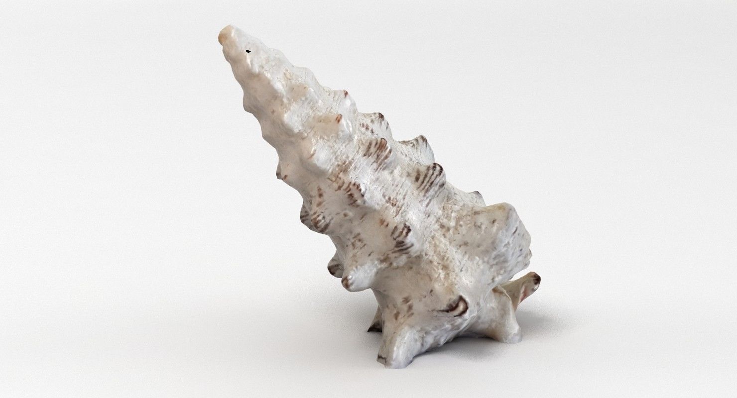 Seashell conch shell 3D model_9