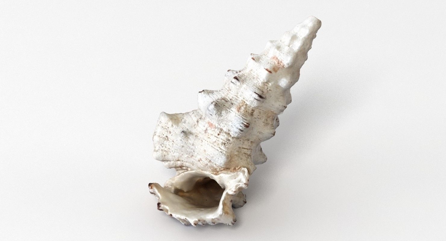 Seashell conch shell 3D model_2