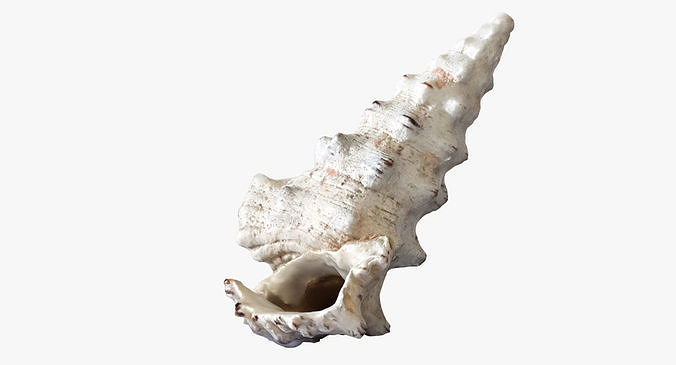 Seashell conch shell 3D model