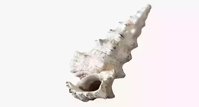 Seashell conch shell