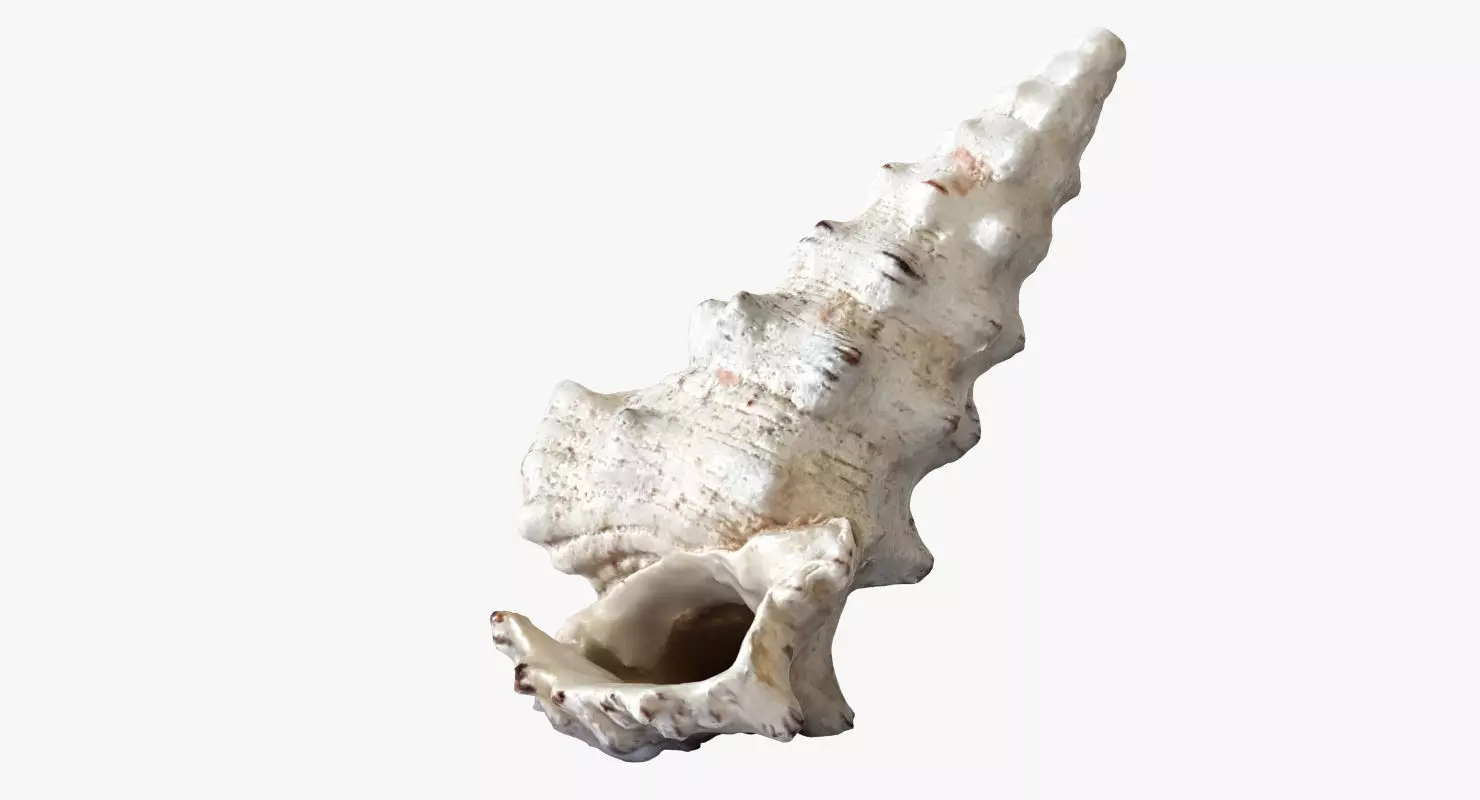 Seashell conch shell 3D model_0