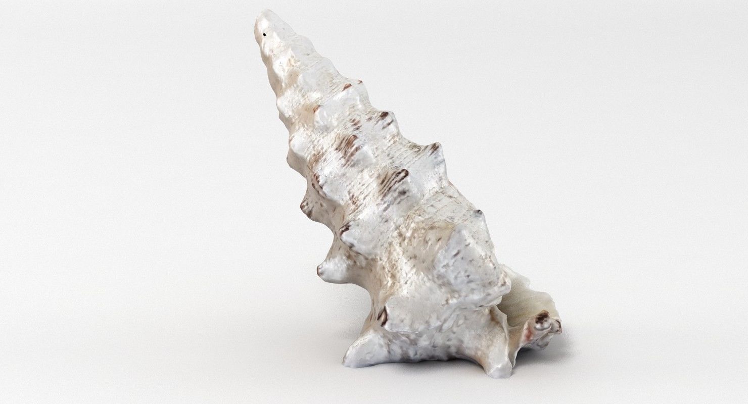 Seashell conch shell 3D model_10