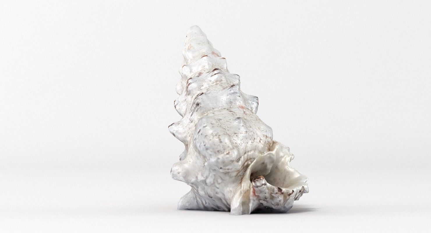 Seashell conch shell 3D model_1