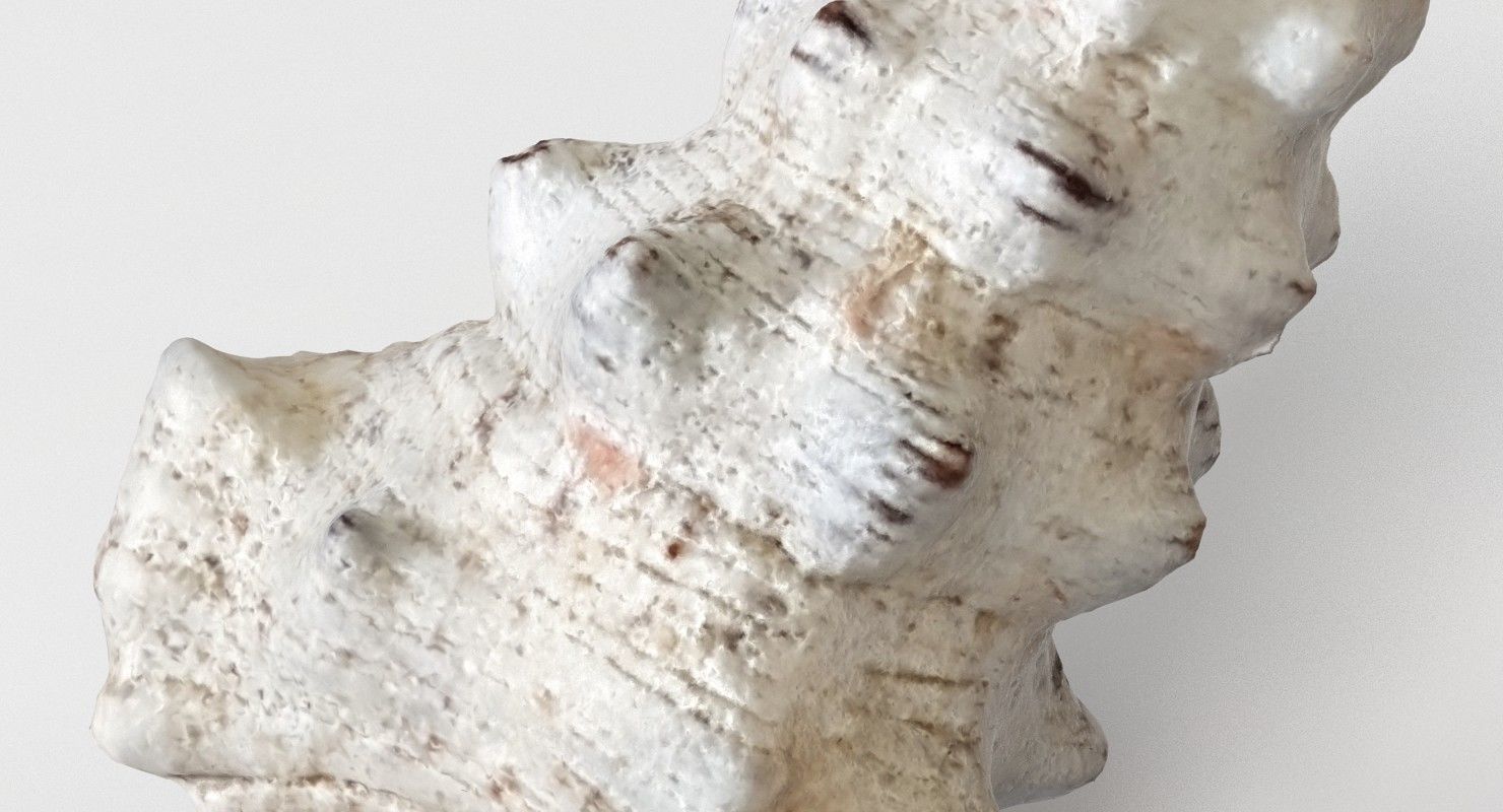 Seashell conch shell 3D model_3