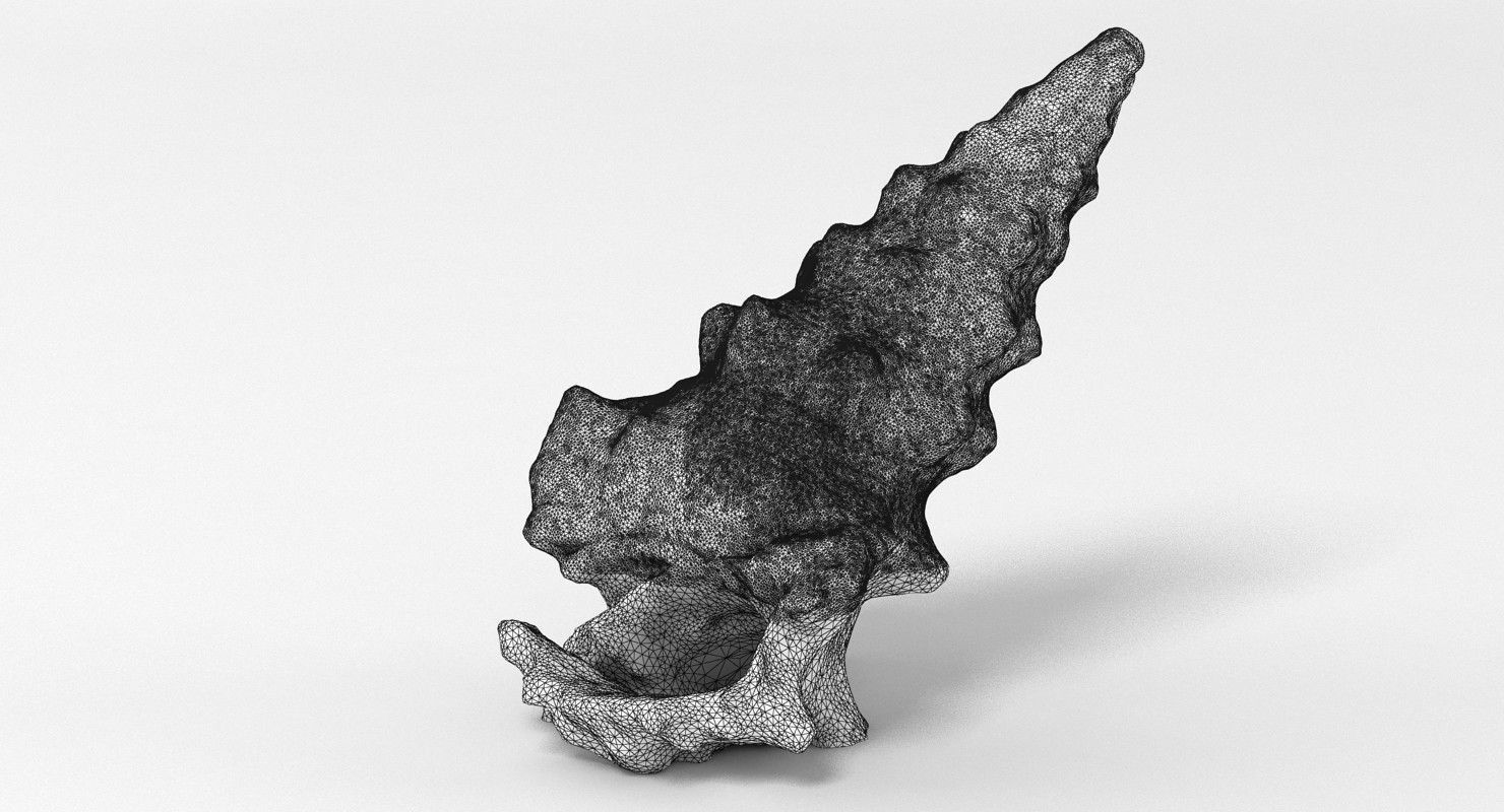 Seashell conch shell 3D model_11