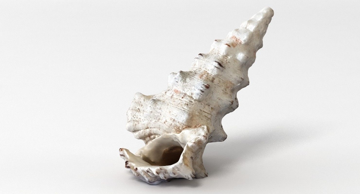 Seashell conch shell 3D model_5