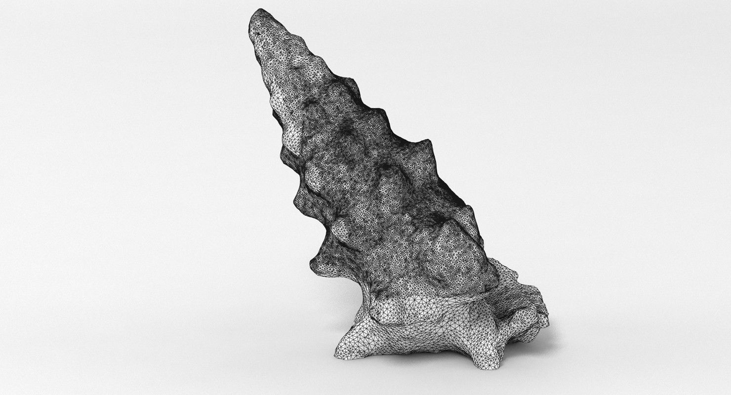 Seashell conch shell 3D model_12