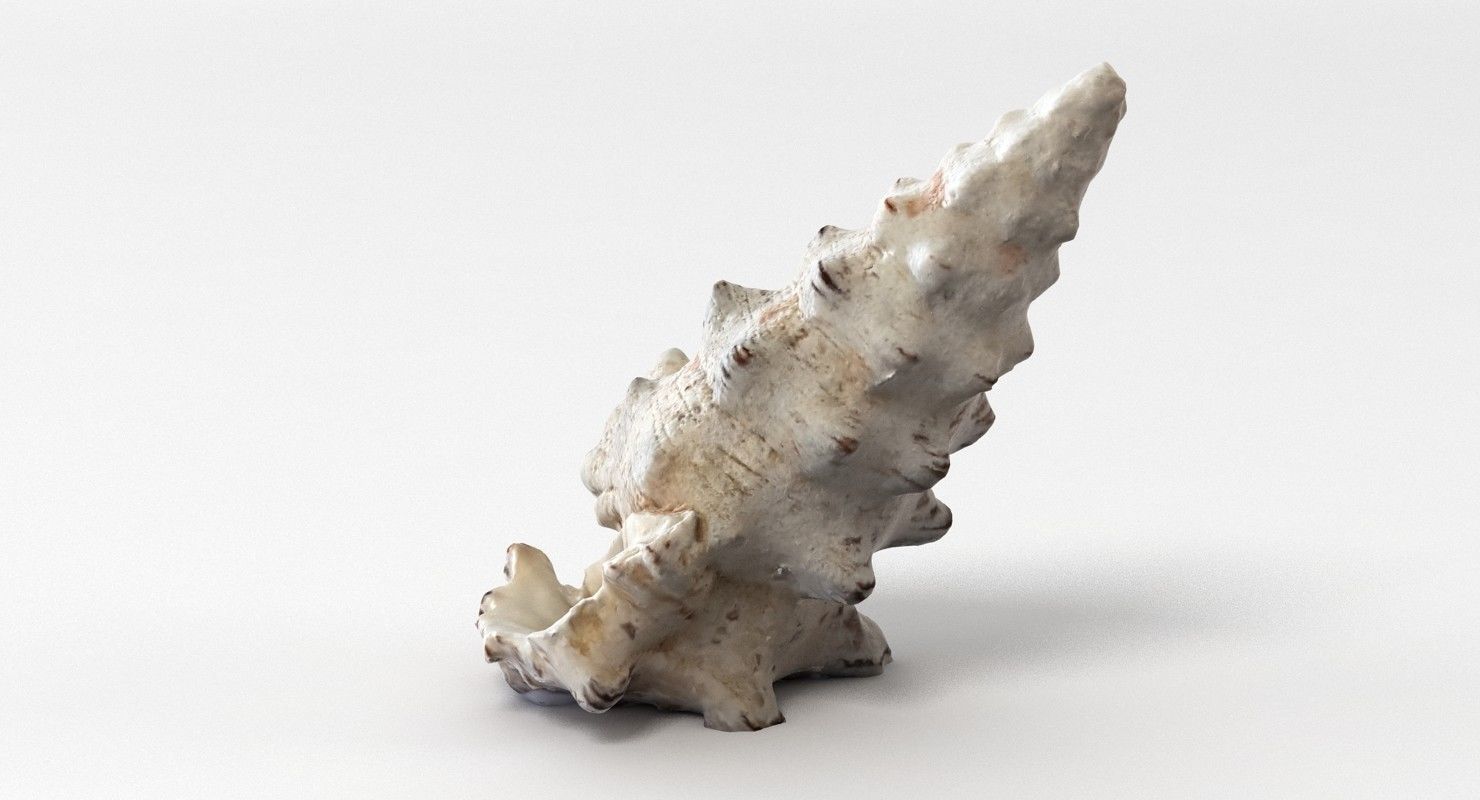Seashell conch shell 3D model_6
