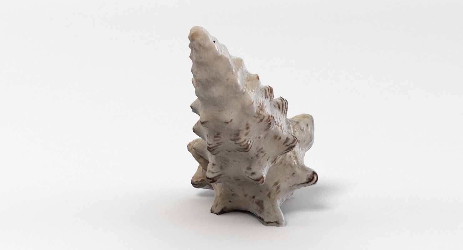 Seashell conch shell 3D model_8