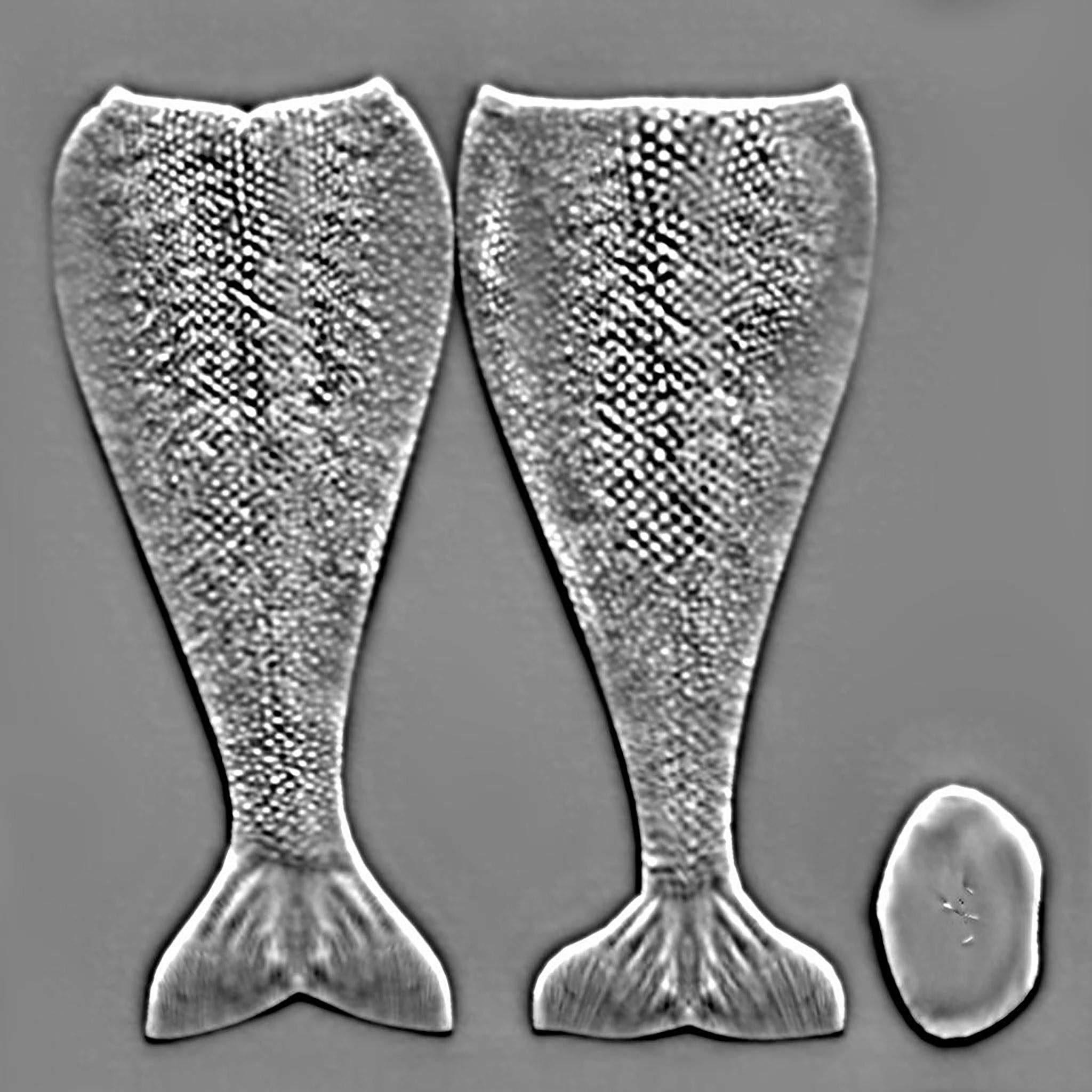 Mermaid Tail Low-poly 3D model_14