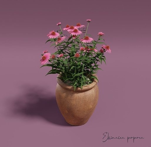 Purple coneflower Ehinacea purpurea 3D model