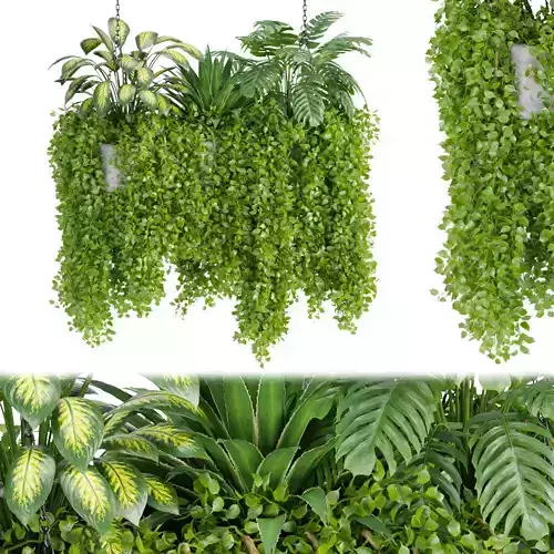 indoor plants collection vol 47