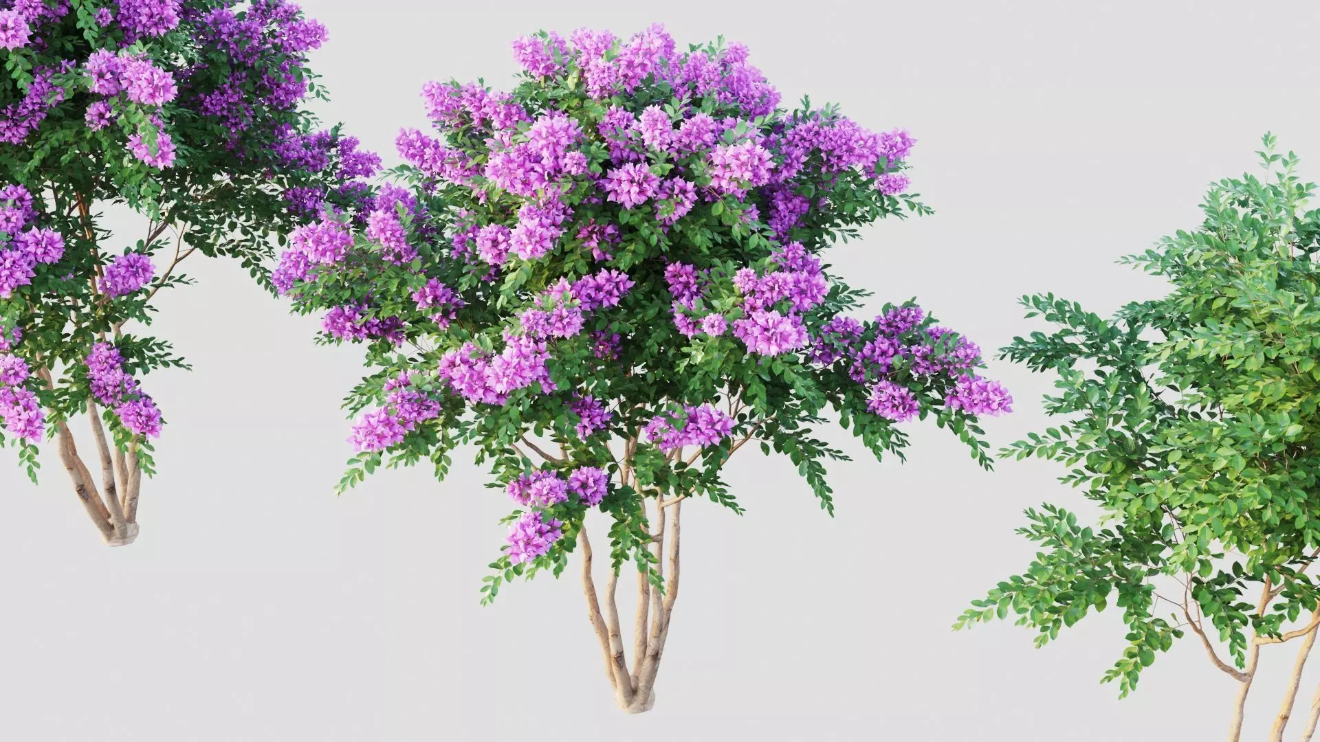 Crape myrtle 3D model