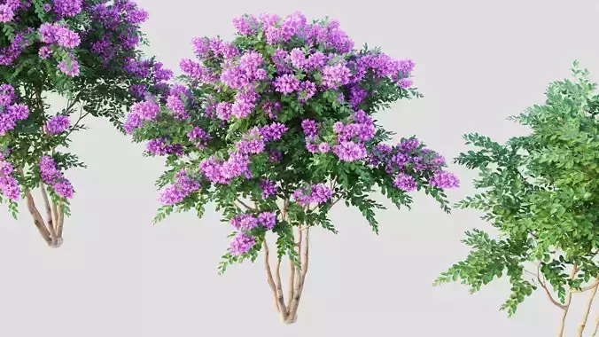 Crape myrtle