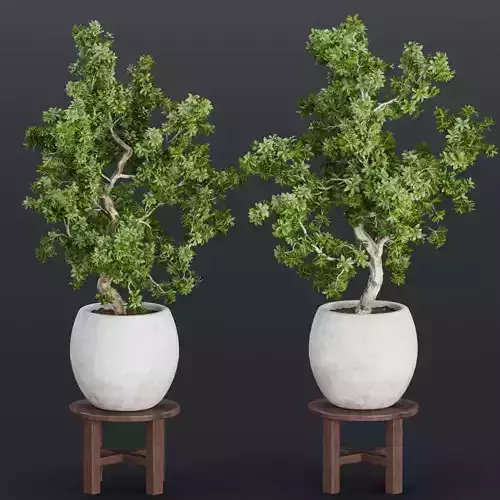 Indoor Shrubs vol 63