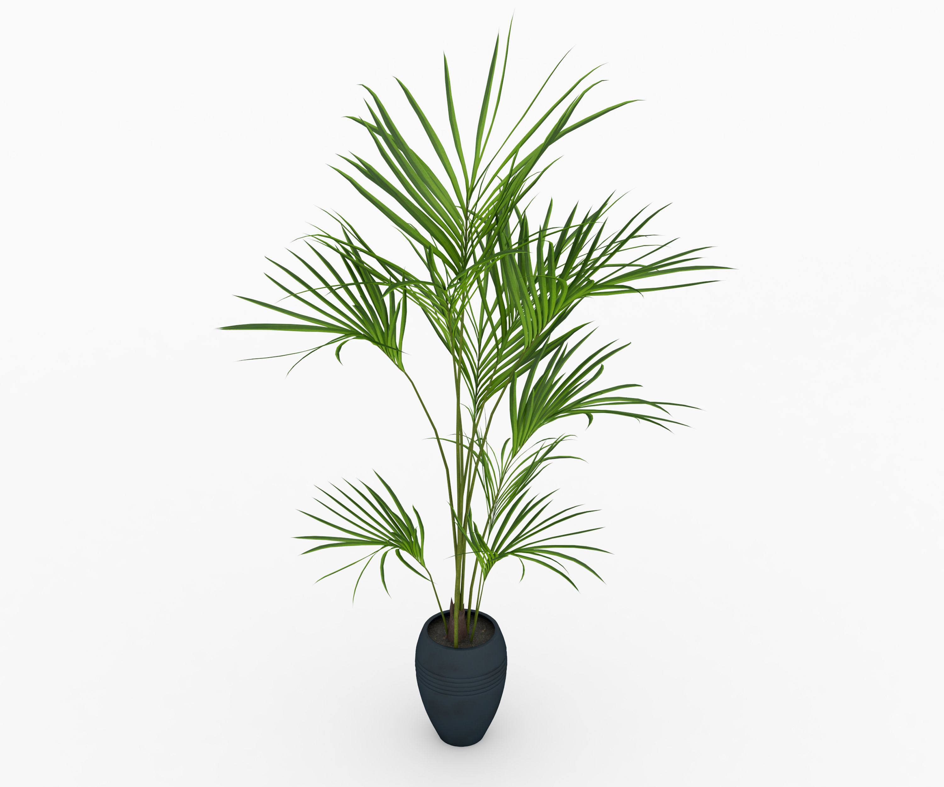 Areca Palm Indoor Plant Free low-poly 3D model_1