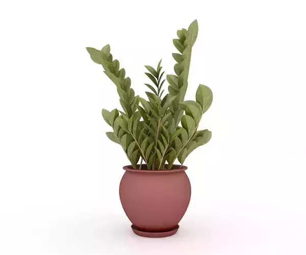 Zamioculas Zamiifolia Indoor Plant