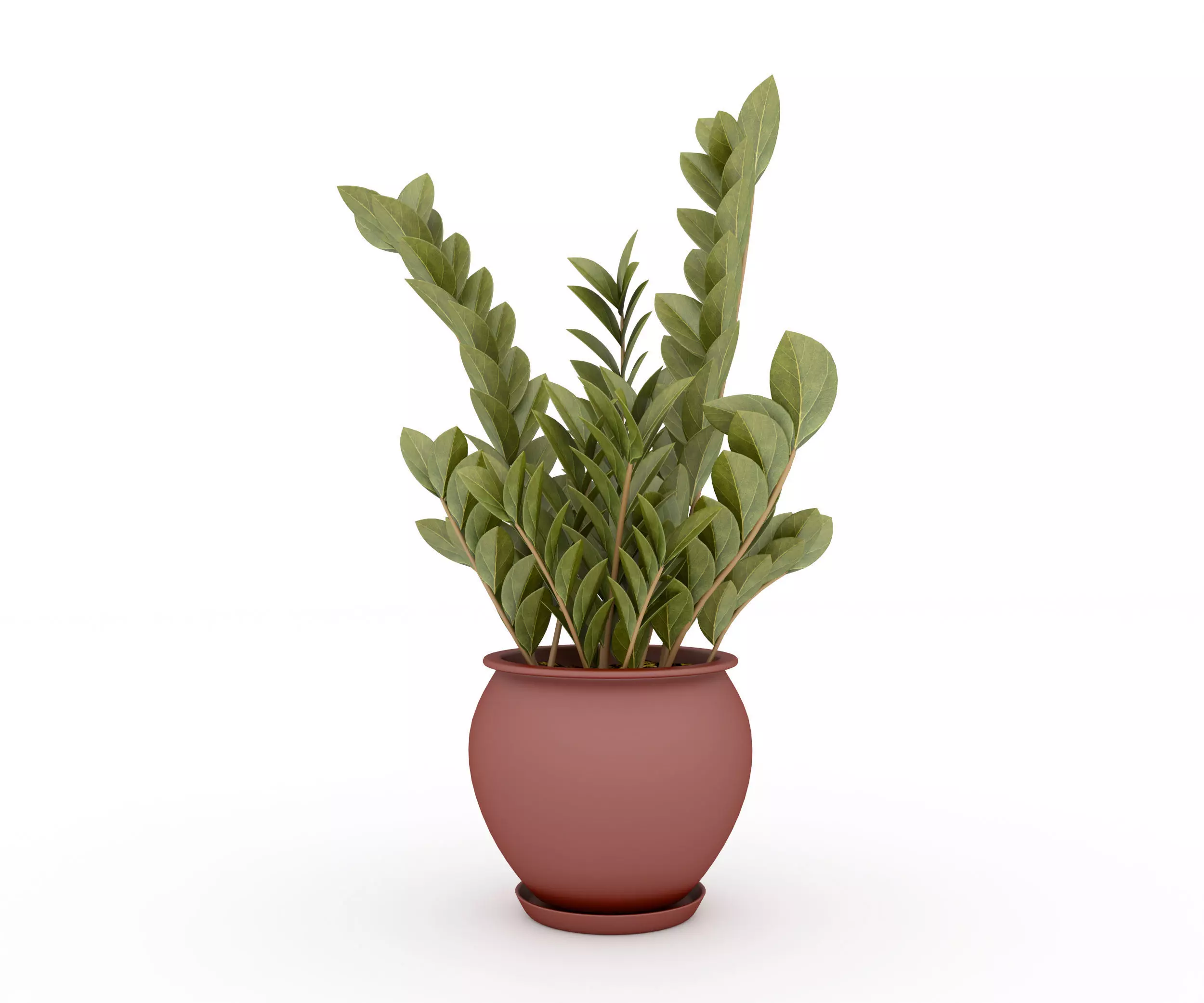 Zamioculas Zamiifolia Indoor Plant Free 3D model
