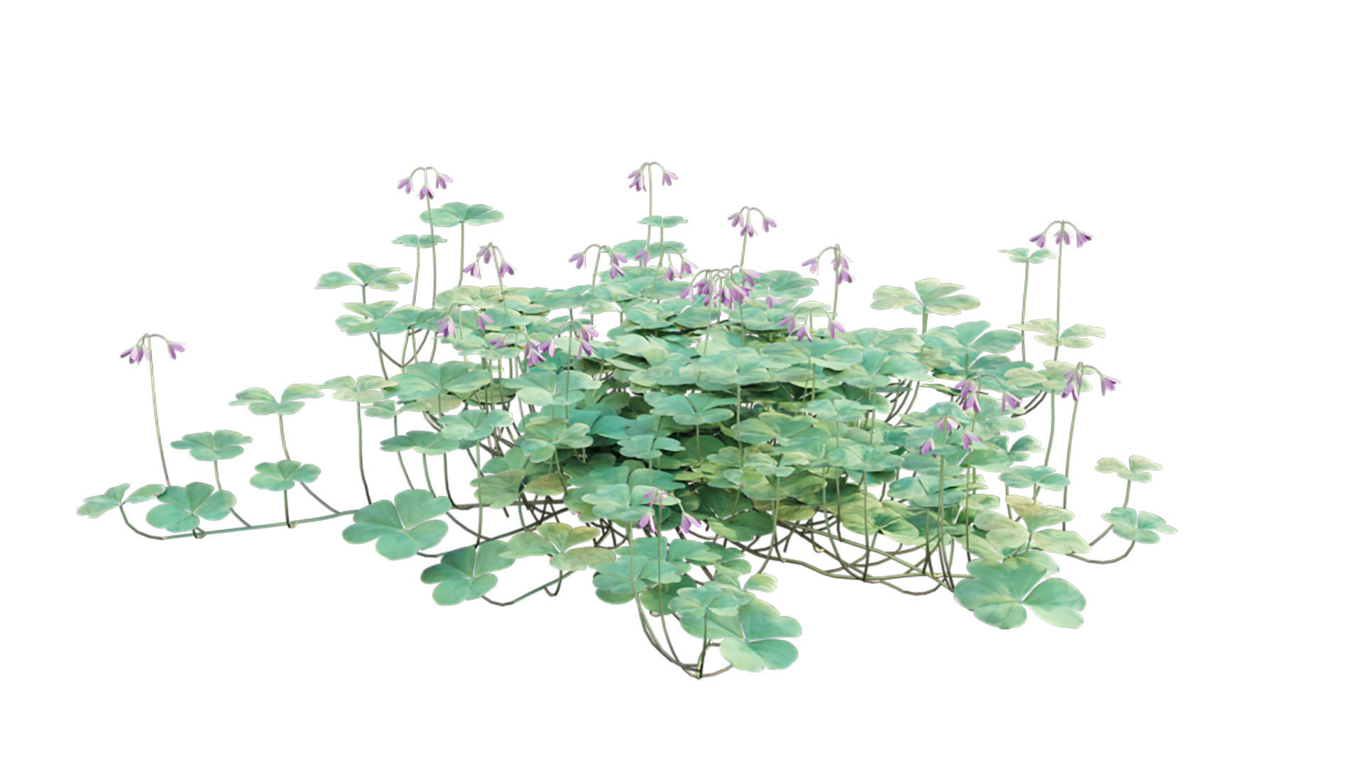 Trifolium - Oxalidaceae 02 GrowFX 3D model_3