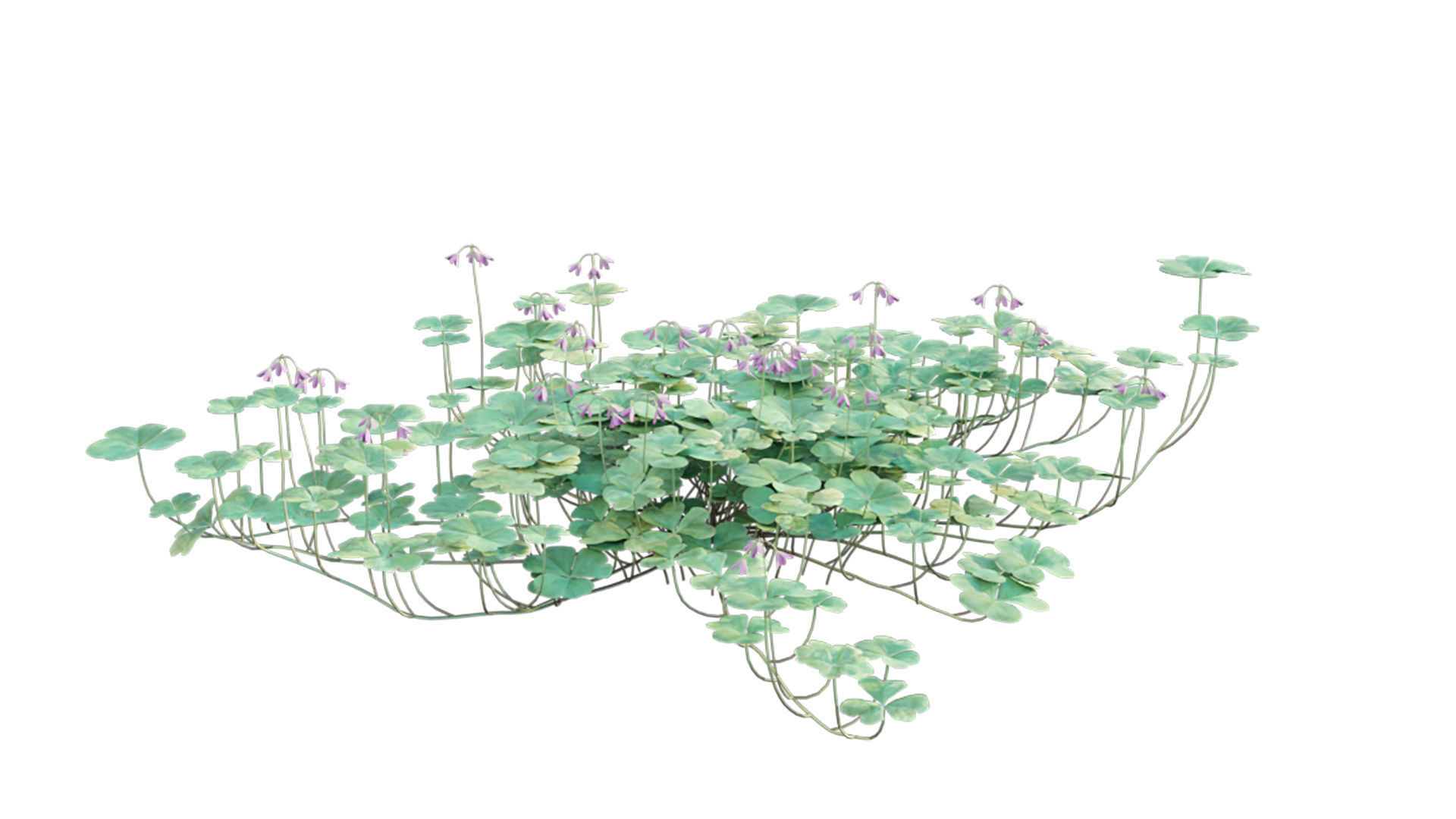 Trifolium - Oxalidaceae 02 GrowFX 3D model_4