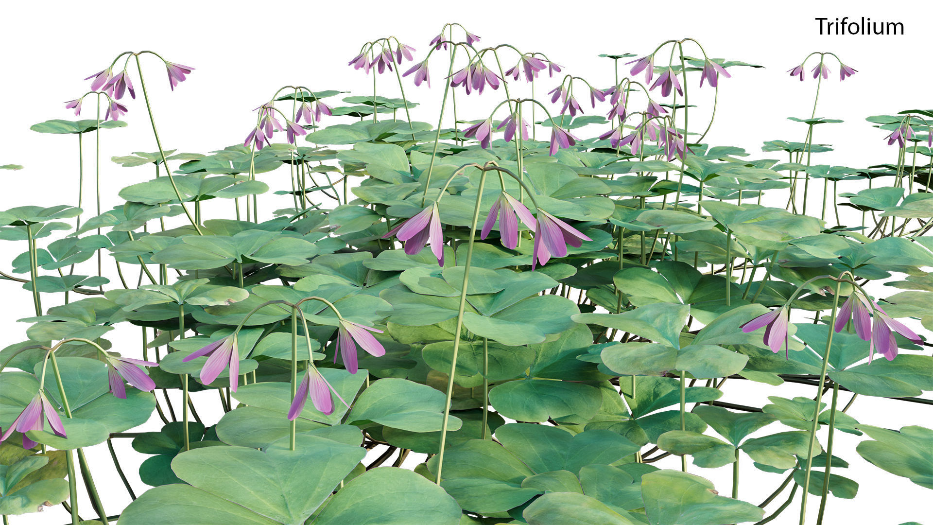Trifolium - Oxalidaceae 02 GrowFX 3D model_1