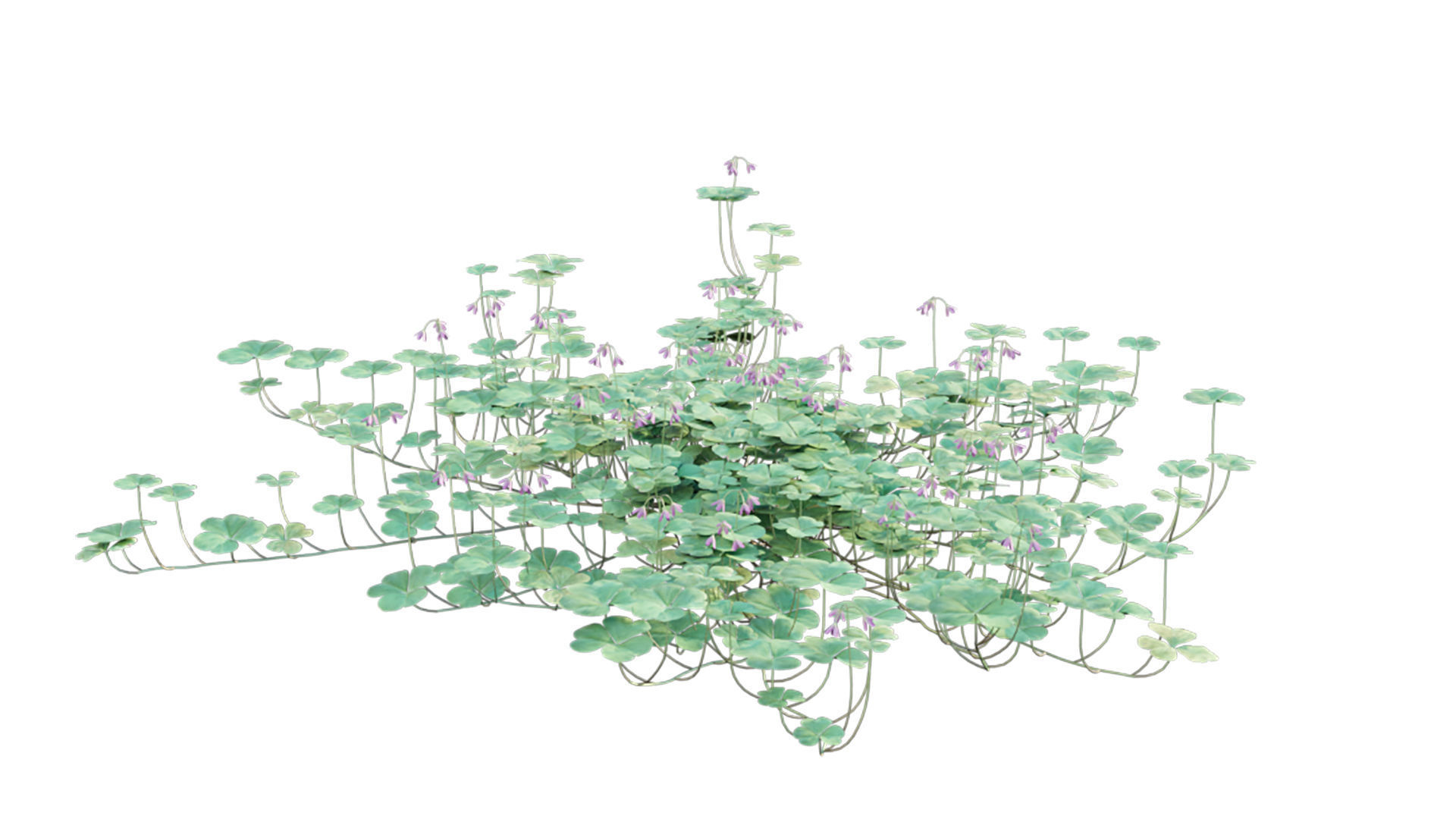 Trifolium - Oxalidaceae 02 GrowFX 3D model_5