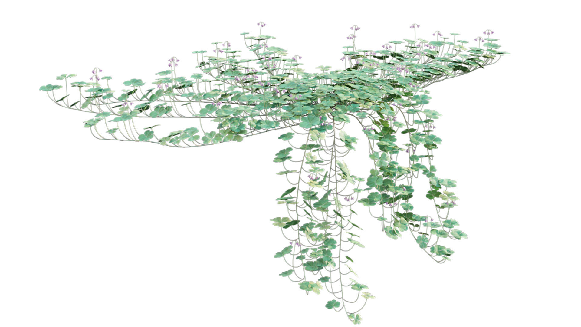 Trifolium - Oxalidaceae 02 GrowFX 3D model_6
