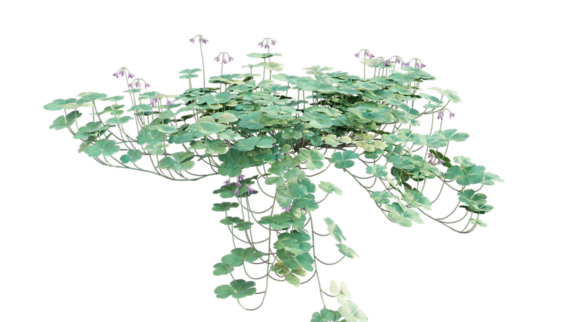 Trifolium - Oxalidaceae 02 GrowFX 3D model_7