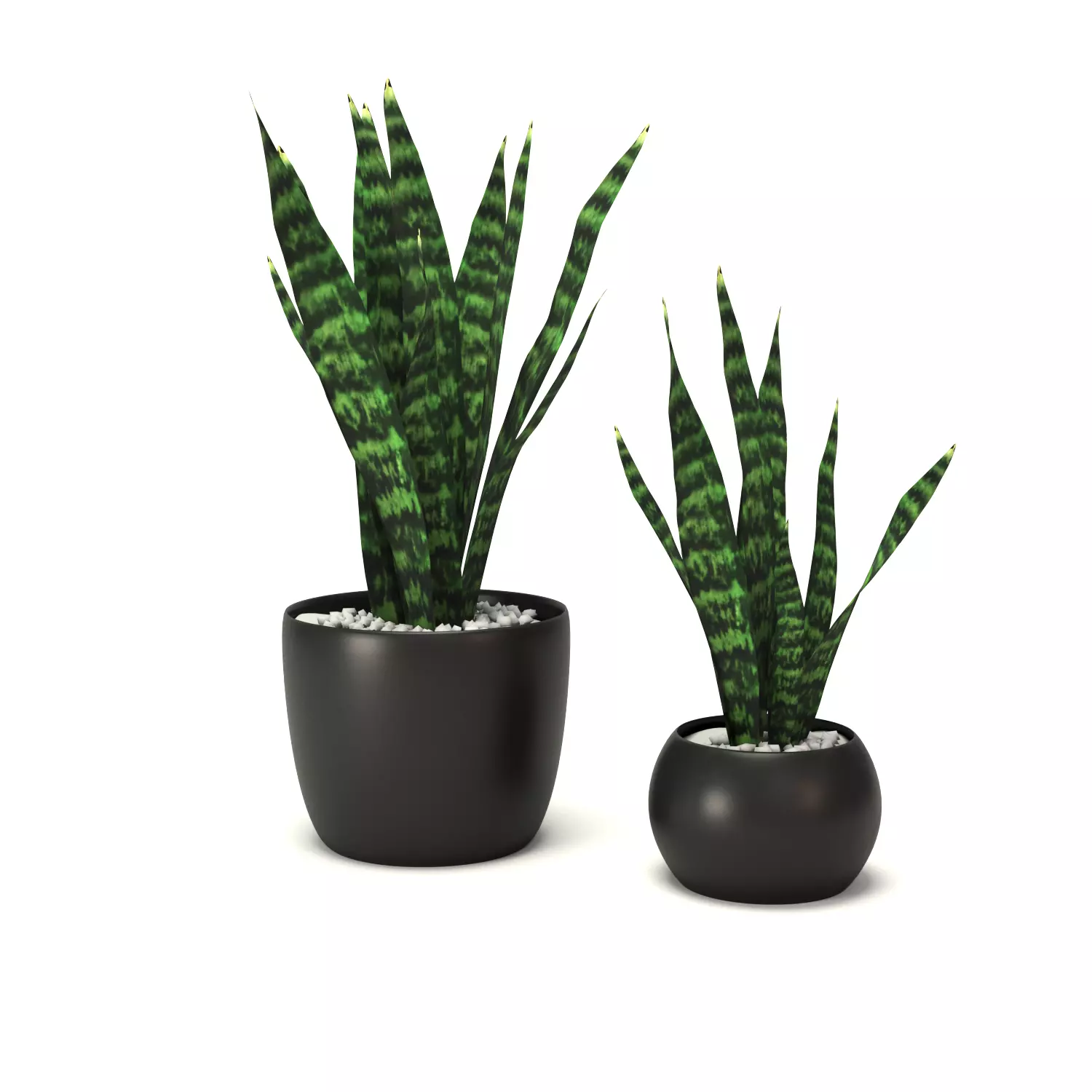 Snakeplants snake plant Free 3D model