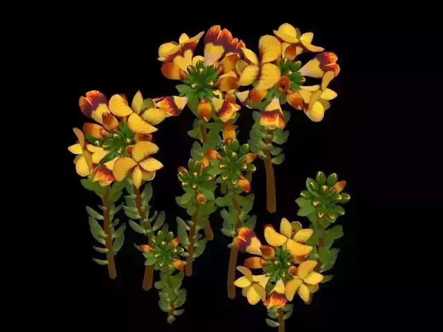 Flower Almaleea Subumbellata Low-poly 3D model