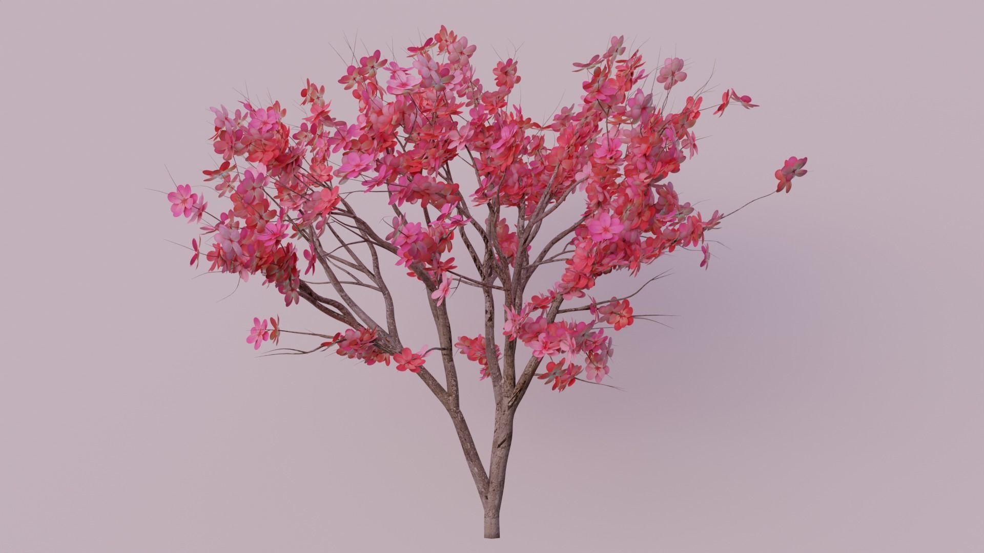 Japanese Cherry tree Low-poly 3D model_1