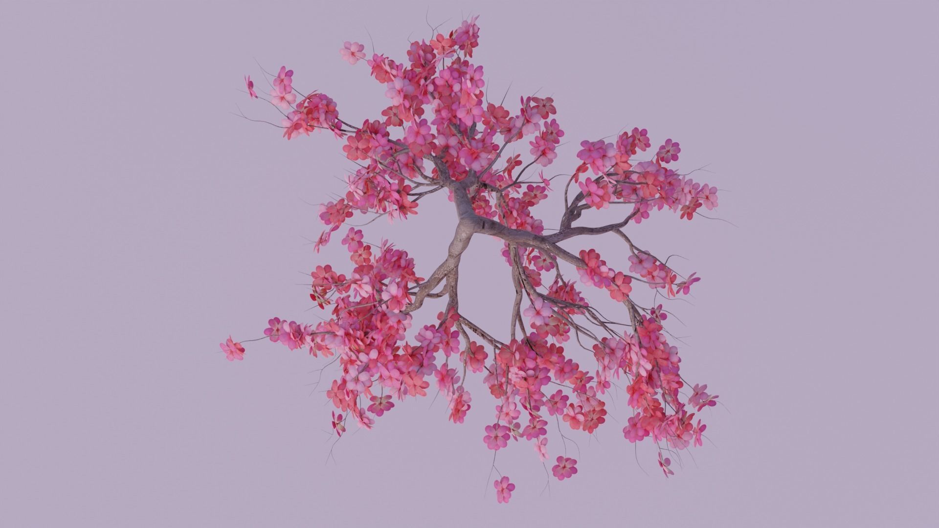 Japanese Cherry tree Low-poly 3D model_6