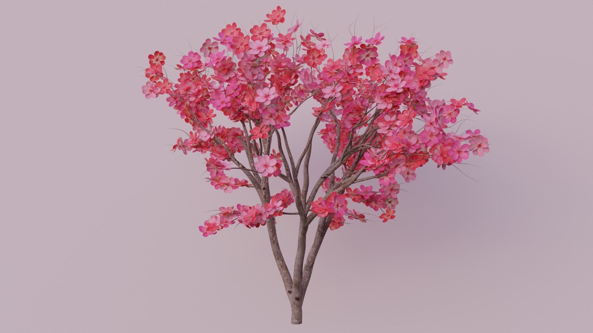 Japanese Cherry tree Low-poly 3D model_2