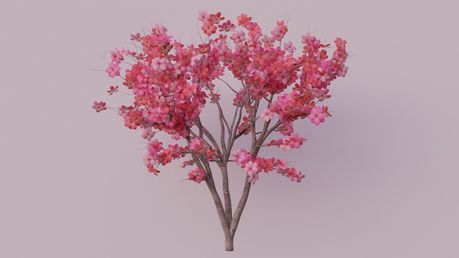 Japanese Cherry tree Low-poly 3D model_4