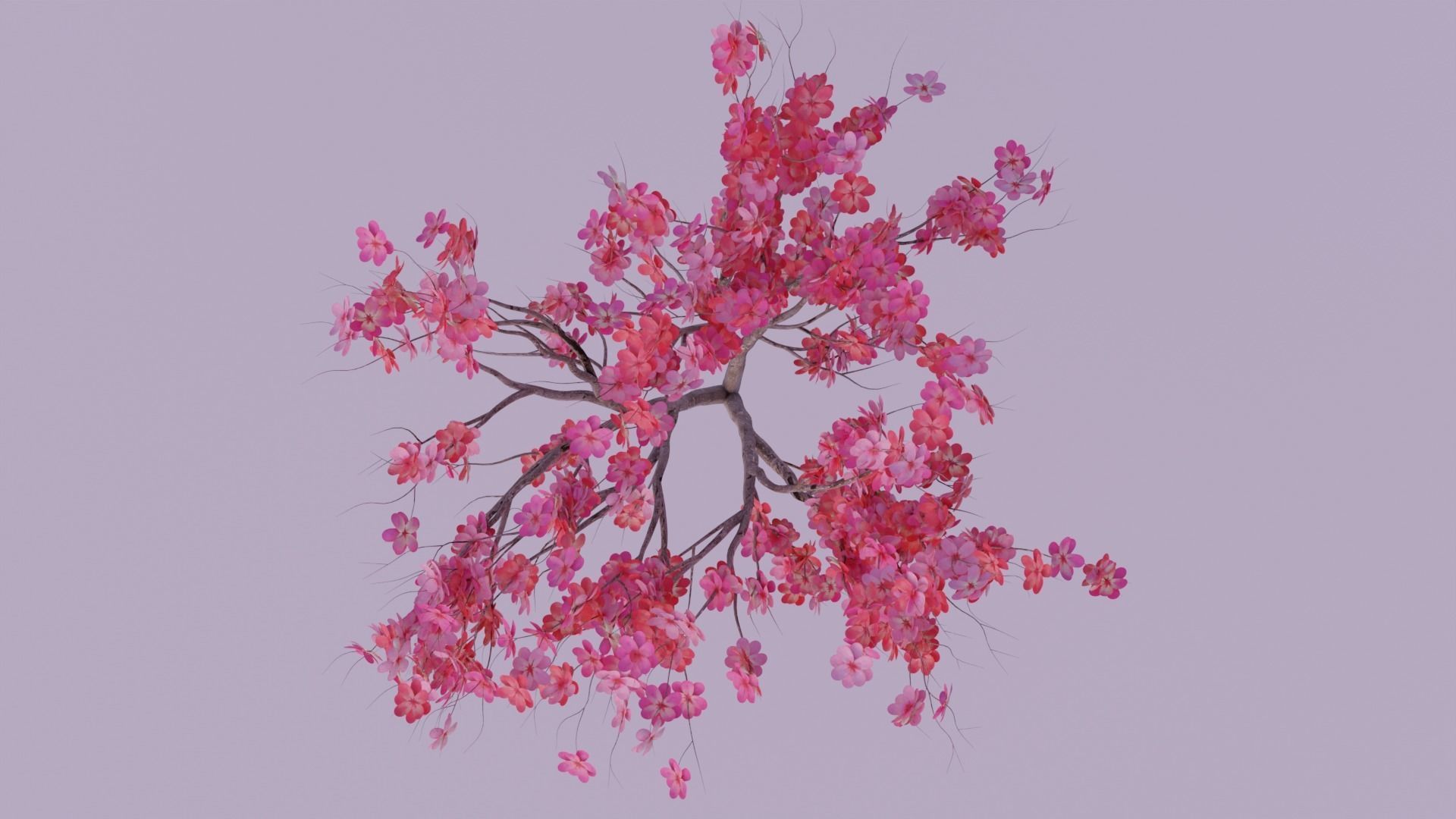 Japanese Cherry tree Low-poly 3D model_5