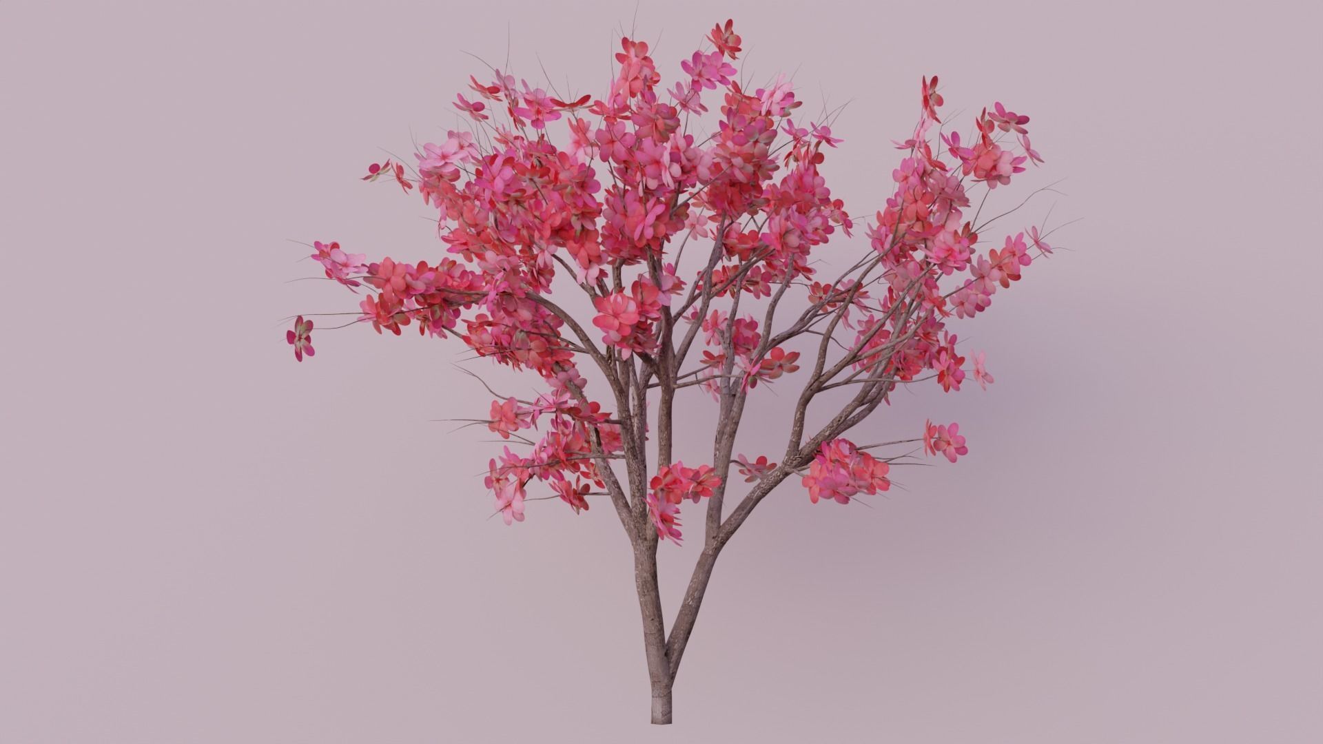 Japanese Cherry tree Low-poly 3D model_3