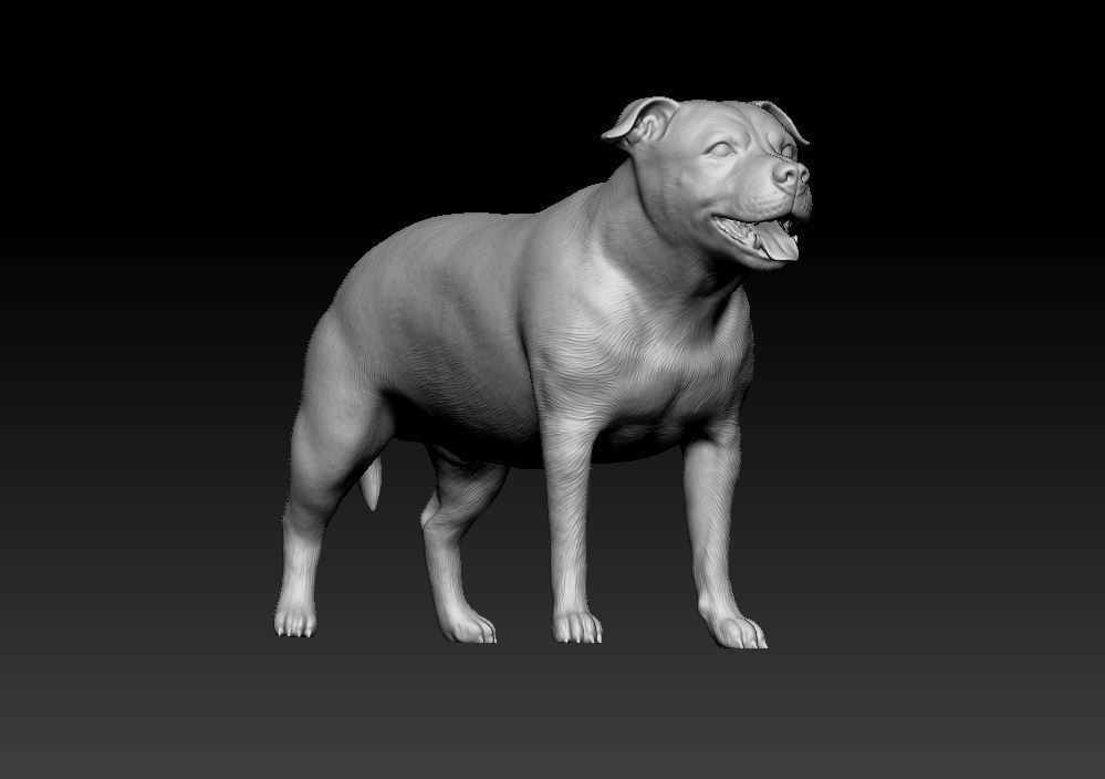 Staffordshire bull terrier 3 3D print model_8