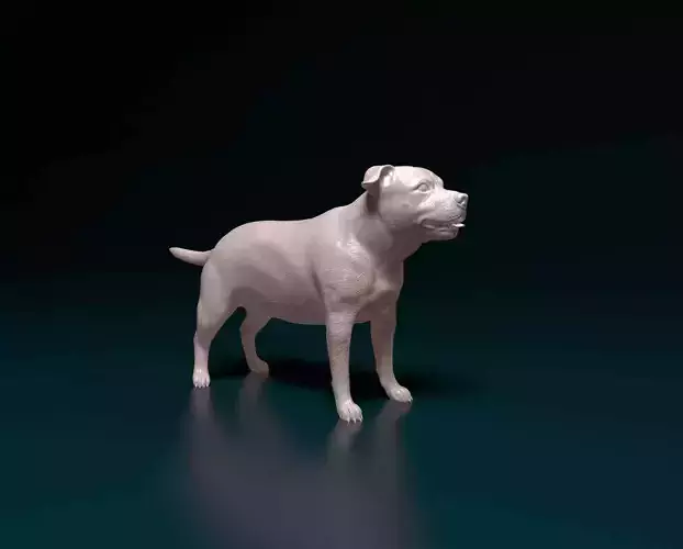 Staffordshire bull terrier 3