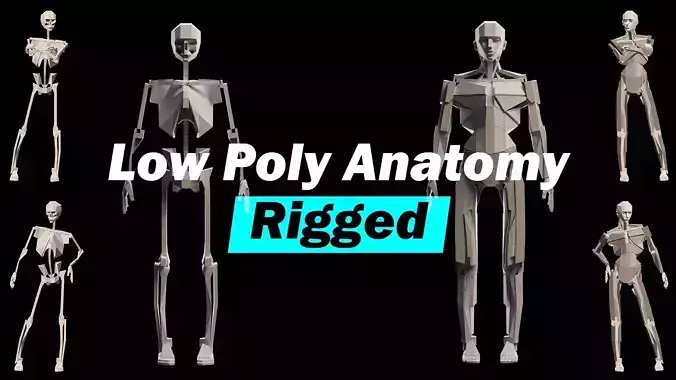 Low Poly Human Anatomy Rigged