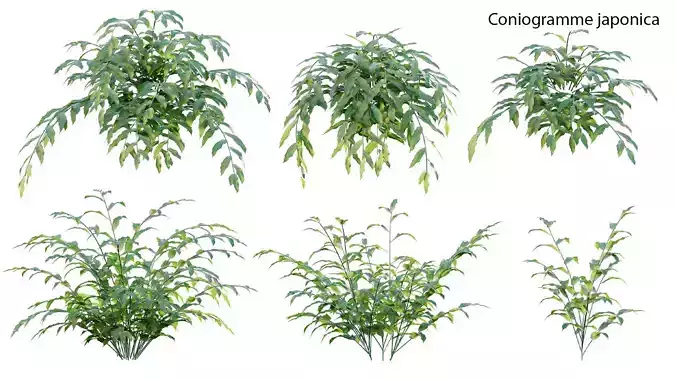 Coniogramme japonica 3D model
