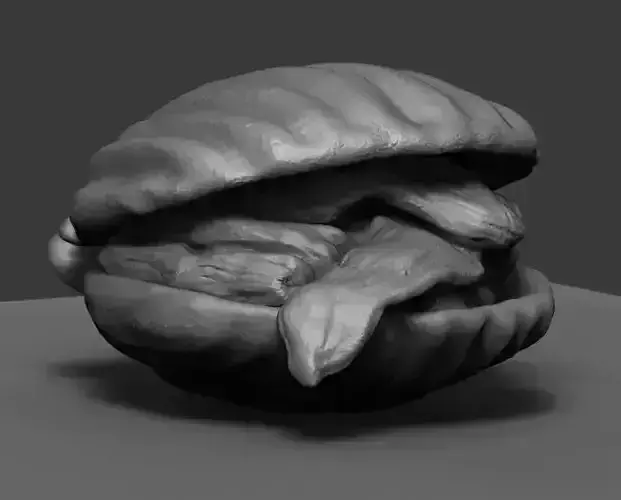 Clam Model shell