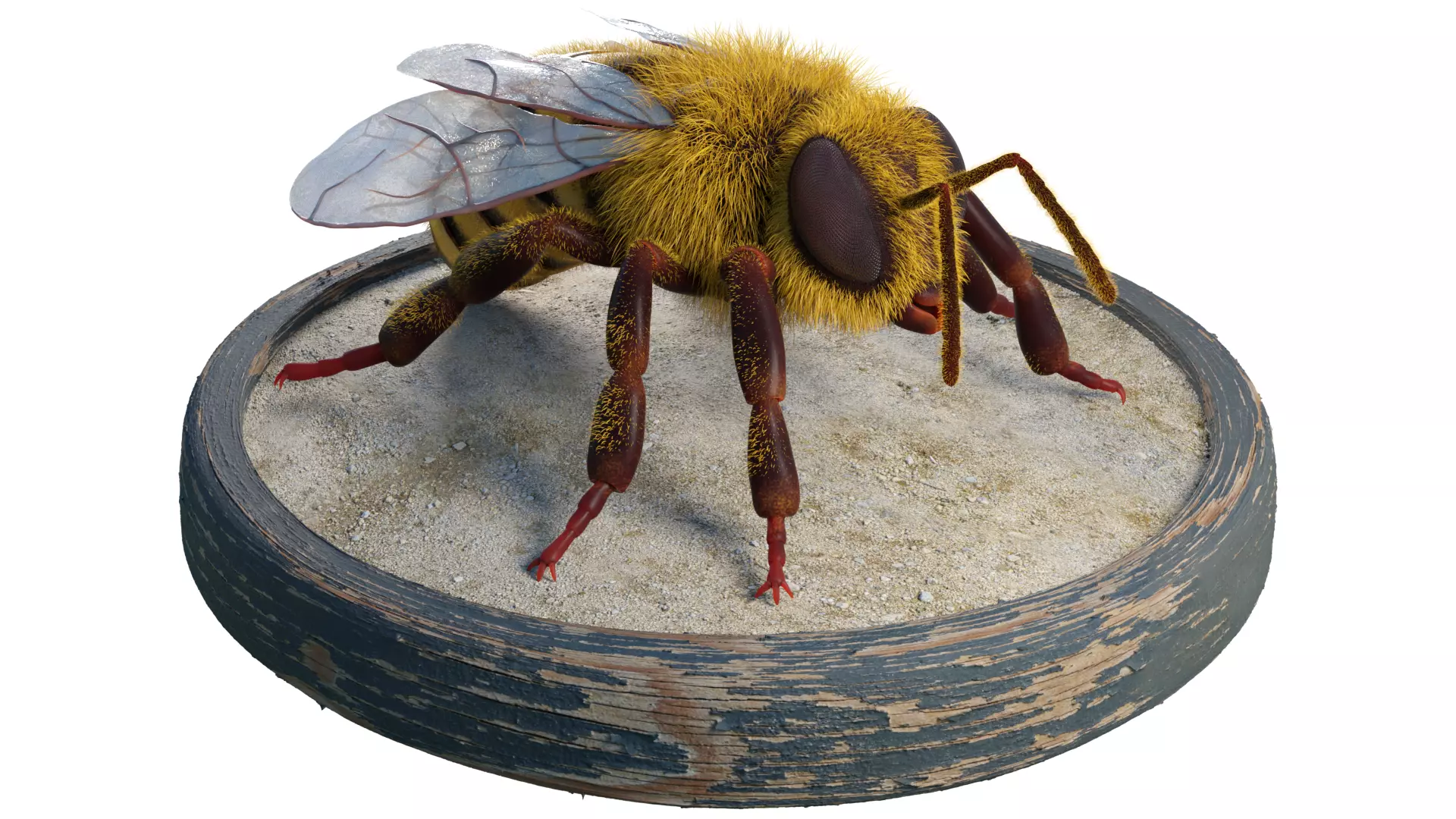 Bee - Blender Low-poly 3D model_0