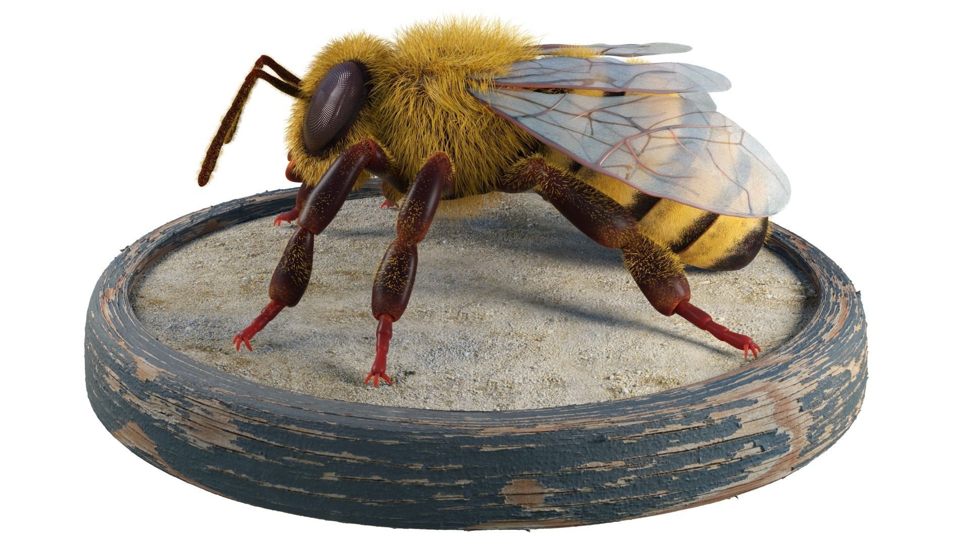 Bee - Blender Low-poly 3D model_1