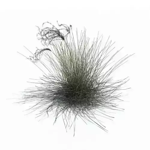 Green Stipa Borysthenica Bush 3D model