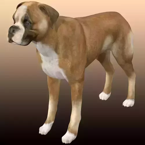 Boxer Dog  3D model