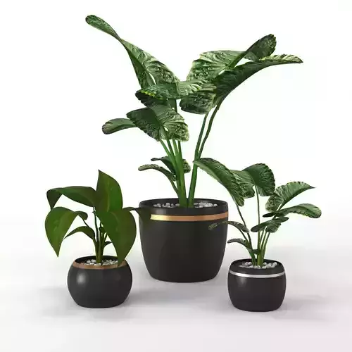 plantbouquets three potted plants gold