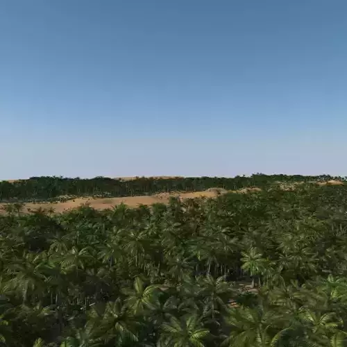 Desert Jungle