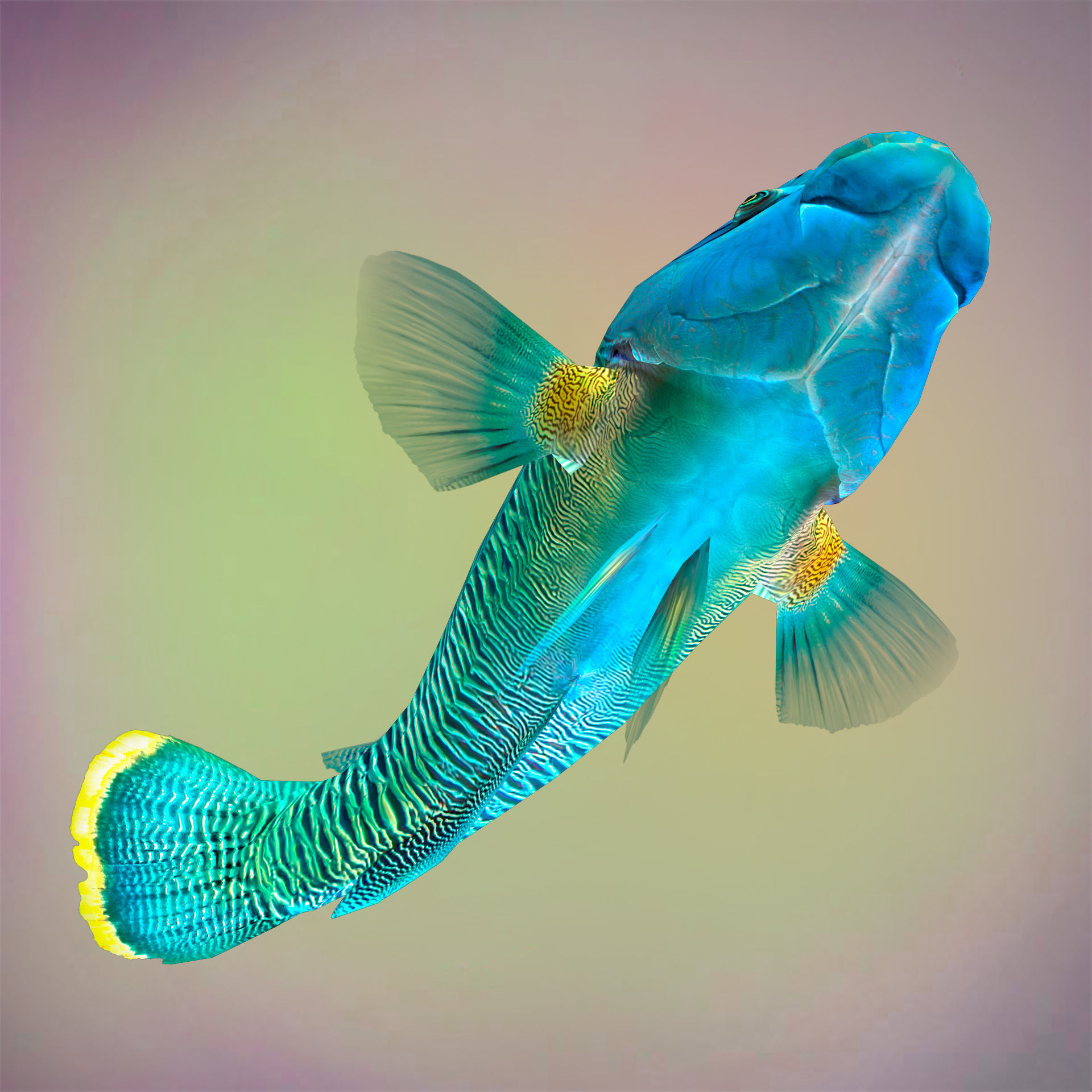 Fish Humphead Wrasse or Napoleonfish Low-poly 3D model_2